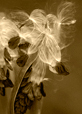 Seedpods II